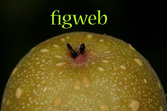 Name:  FigWeb_frontpage.jpg
Views: 6318
Size:  30.5 KB