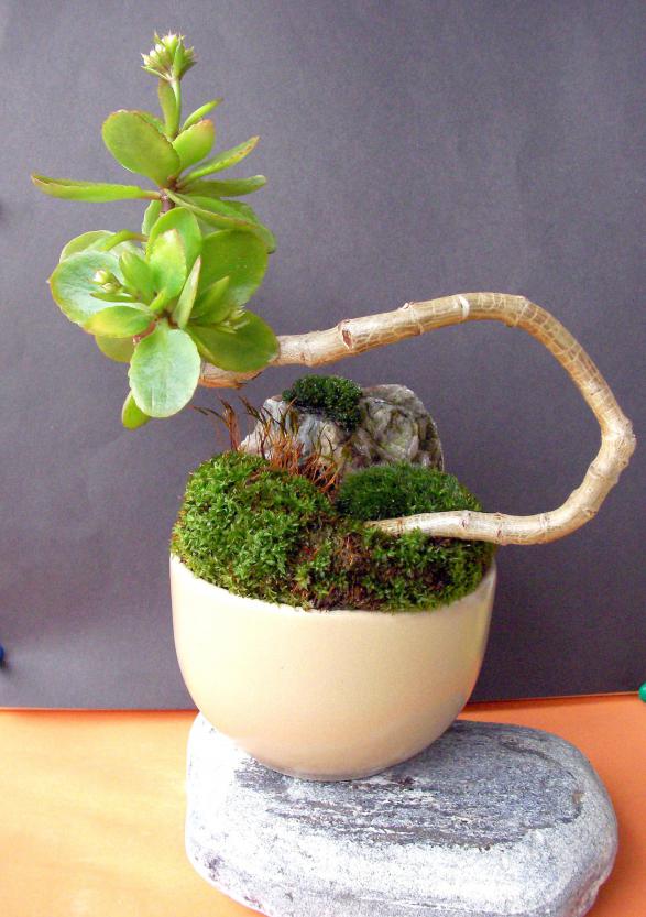 Name:  bonsai 01.jpg
Views: 1320
Size:  70.1 KB
