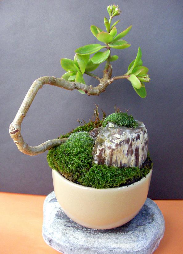Name:  bonsai 02.jpg
Views: 1591
Size:  70.0 KB