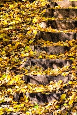 Name:  5854904-staircase-at-autumn-forest.jpg
Views: 1775
Size:  46.6 KB