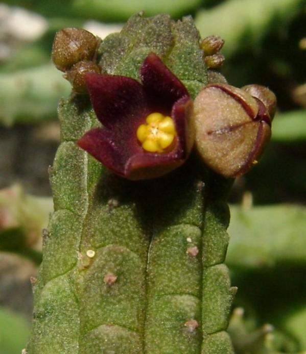 Name:  Echidnopsis cereiformis brunnea3 (600 x 695).jpg
Views: 42205
Size:  51.9 KB
