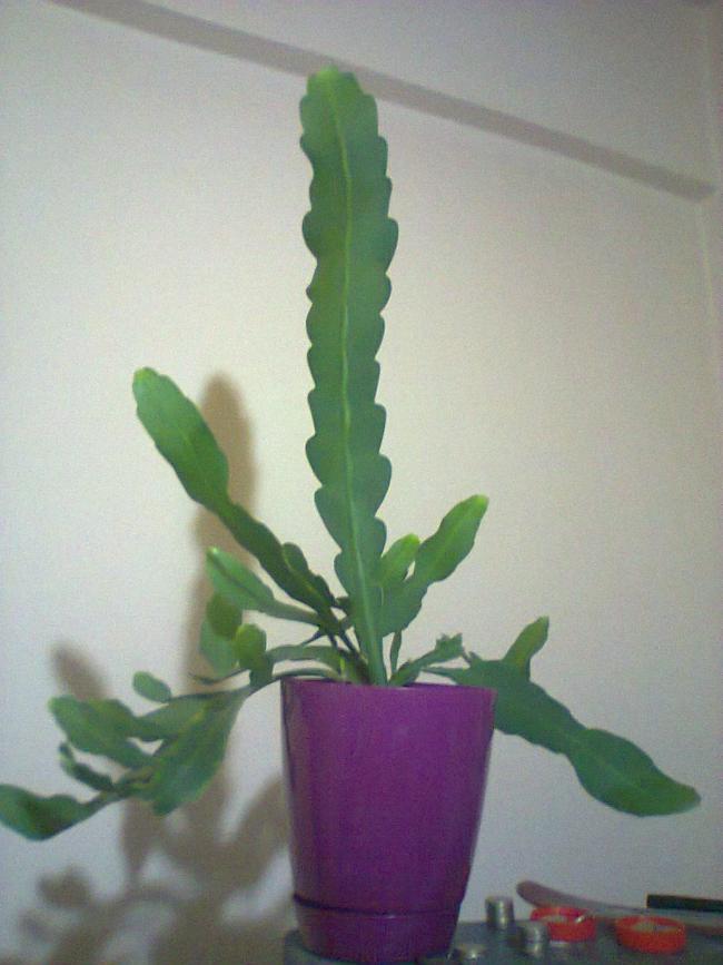 Name:  Epiphyllum curio-7.jpg
Views: 1490
Size:  55.3 KB