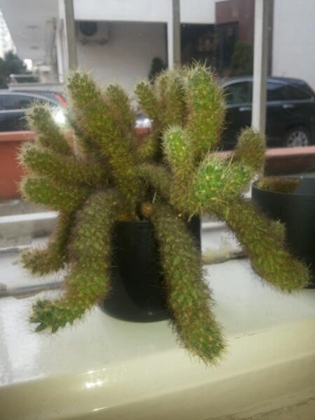 Name:  Name this cactus.jpg
Views: 3689
Size:  31.4 KB
