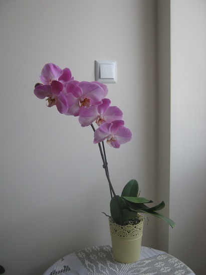 Name:  -orkide.jpg
Views: 564
Size:  62.0 KB