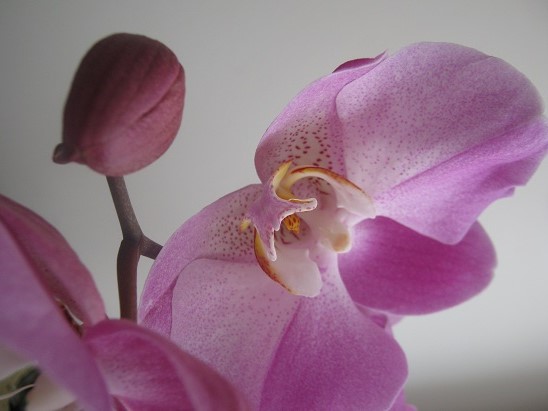 Name:  orkide3.jpg
Views: 566
Size:  59.9 KB