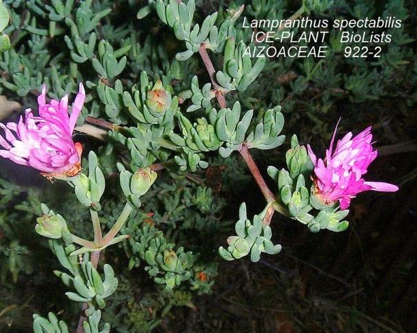 Name:  922-2 Lampranthus spectabilis ICE-PLANT 8804.jpg
Views: 10371
Size:  71.5 KB
