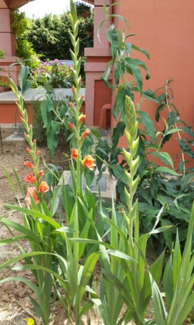 Name:  Gladiolus Peter Pears.jpg
Views: 1147
Size:  54.3 KB