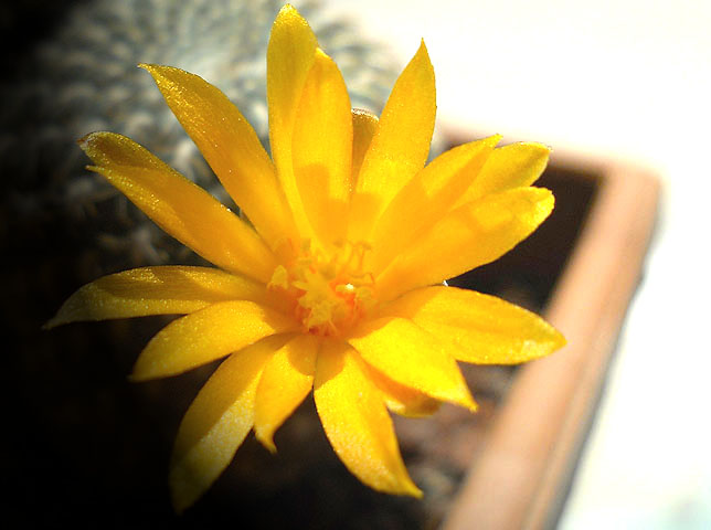 Name:  sulcorebutia arenacea flowerdetail.jpg
Views: 1087
Size:  61.4 KB