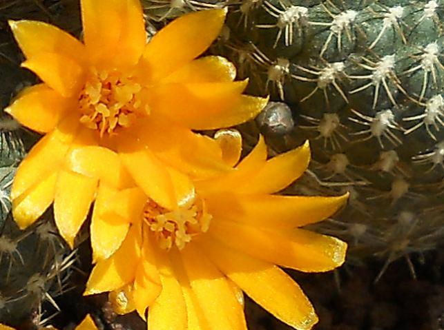 Name:  sulcorebutia arenacea flower.jpg
Views: 1140
Size:  50.2 KB