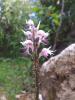 Orchis Simia - Glen Adamlar