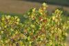 Ribes Odoratum / Bektai zm