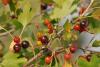 Ribes Odoratum / Bektai zm