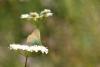 Callophrys Rubi / Zmrt