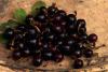 Ribes Odoratum / Bektai zm Meyveleri