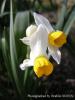 Narcissus Tazetta Subsp. Tazetta / Gaziantep