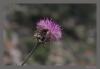 Centaurea Scopulorum Var. Scopulorum (peygamber iei)-endemik