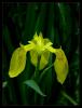 Iris pseudocorus - Bataklk sseni