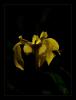 Iris Pseudocorus - Bataklk Sseni