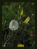 Vicia Grandiflora Scop. Var. Dissecta Boiss.- Fi