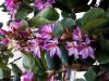 Orkide aac (Bauhinia variegata )