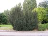 adi Ard  (Juniperus communis L.)