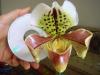 Terlik Orkidesi Paphiopedium