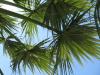 palmiye yapraklarnda k