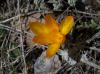Szr Crocus Chrysanthus