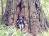 Redwood-Kaliforniya am