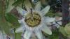 arkfelek iei (Passiflora Caerulea)