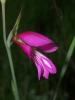 Gladiolus talicus / Ekin iei