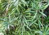 Podocarpus Macrophyllus - Ta Porsuu Yapraklar