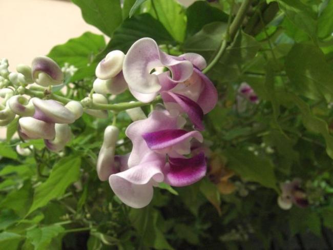 Купить Семена Вигны В Интернет Магазине