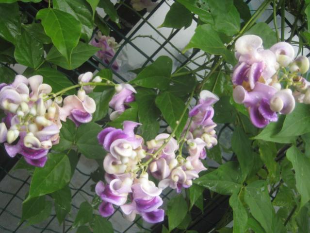 Купить Семена Вигны В Интернет Магазине